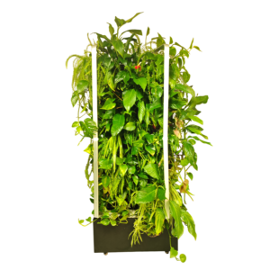 קיר ירוק נייד