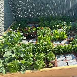 גג ירוק עם מסגרת עץ