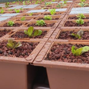 גג ירוק עם ירקות