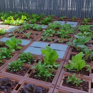 קיר ירוק עם מדרך